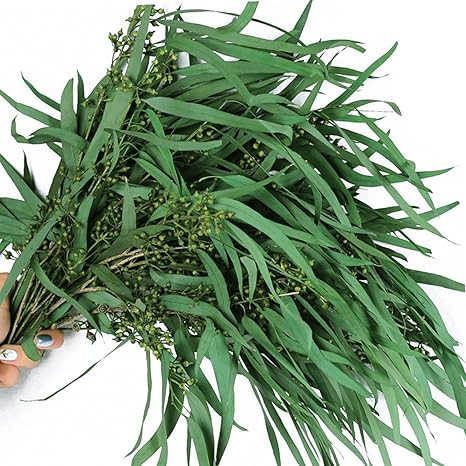 20+ Stems Seeded Eucalyptus, Preserved Greenery Branches for Shower, 7-14 PCS 16'' 5oz/140g Natur... | Amazon (US)