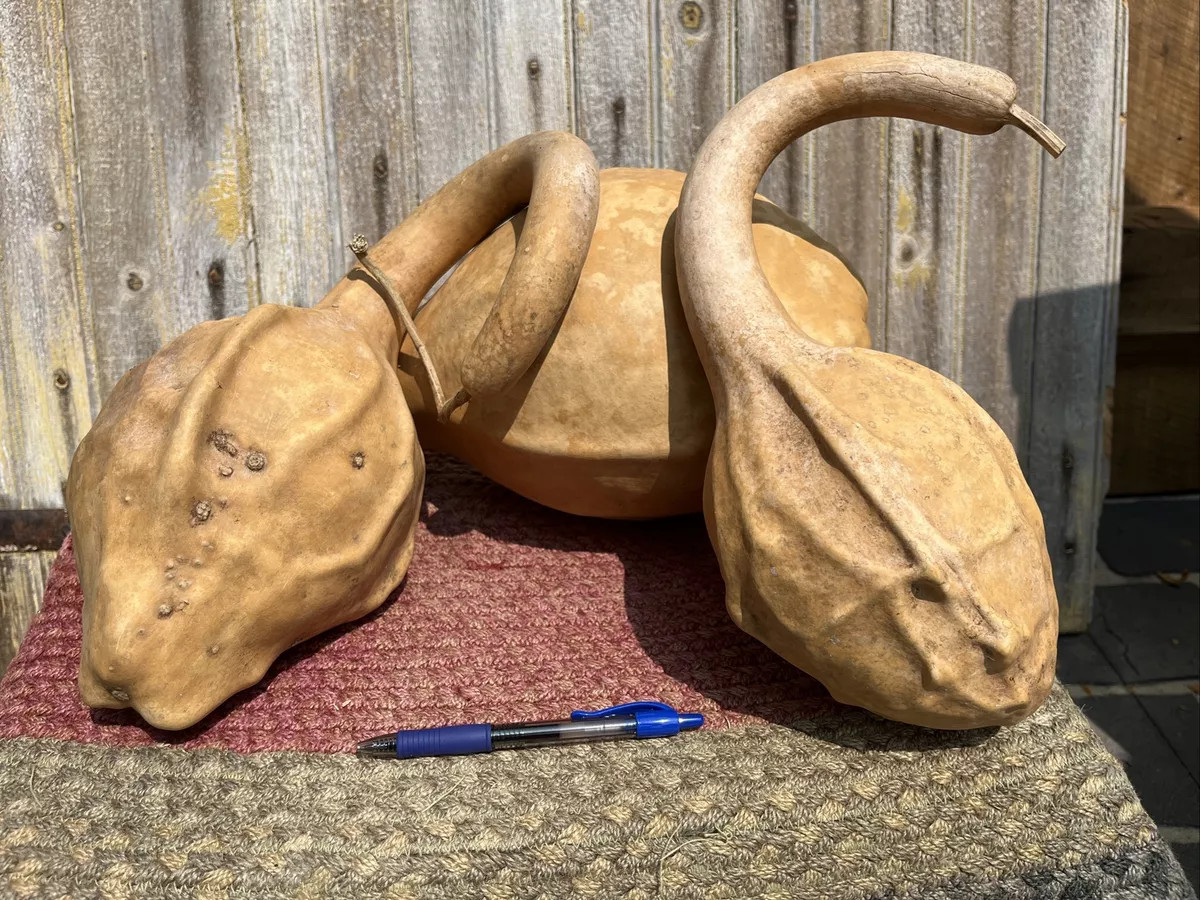 Lot Of 3 Caveman Gourds Dried  Cleaned Large, Nice Shape For Dragons Primitive  | eBay | eBay US