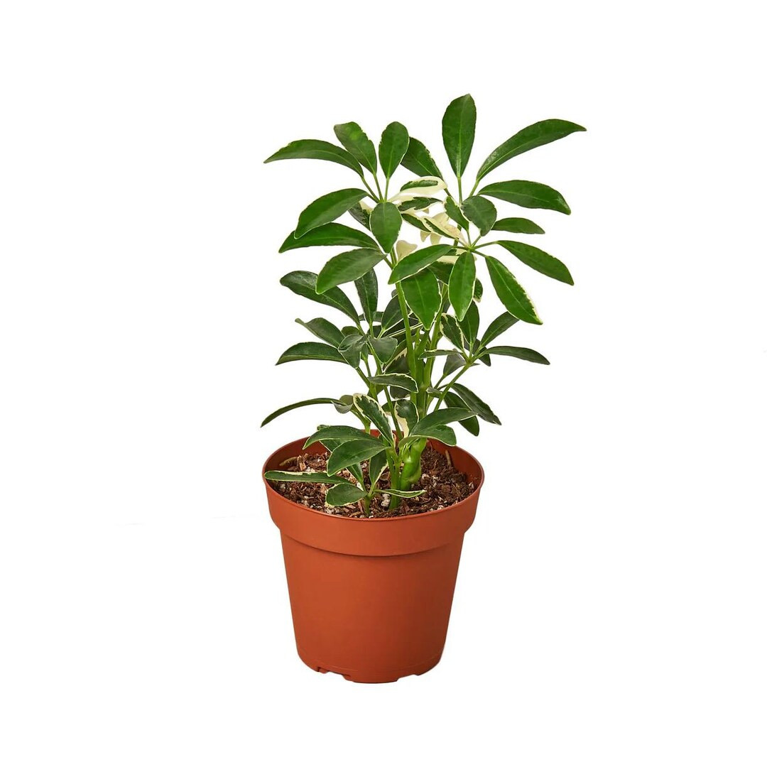 Moonlight Umbrella Plant | Schefflera Arboricola | Easy Care Tropical Houseplant - Etsy | Etsy (Global)