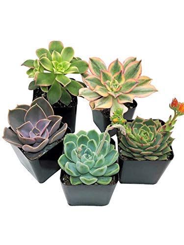Succulents Plants Live (5 Pack), Fully Rooted Live Succulents, Succulent Plants Cactus Decor - Sm... | Amazon (US)