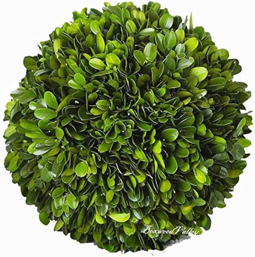 Amazon.com - BoxwoodValley Boxwood Decorative Ball Preserved Real Boxwood Leaves Green Plants Hom... | Amazon (US)