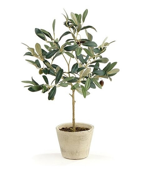 19.5'' Potted Olive Tree | Zulily