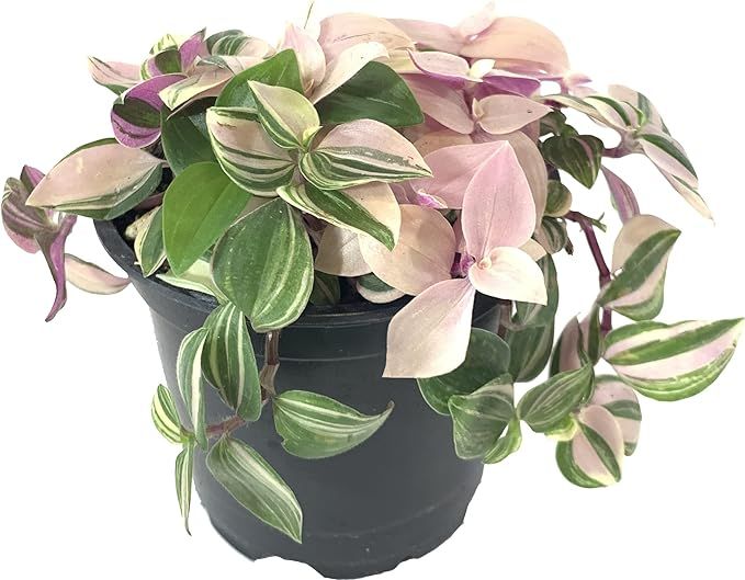 Tradescantia Pink Princess (Wandering Dude, Spiderwort, Inch Plant) Live Indoor Houseplant, 4 Inc... | Amazon (US)