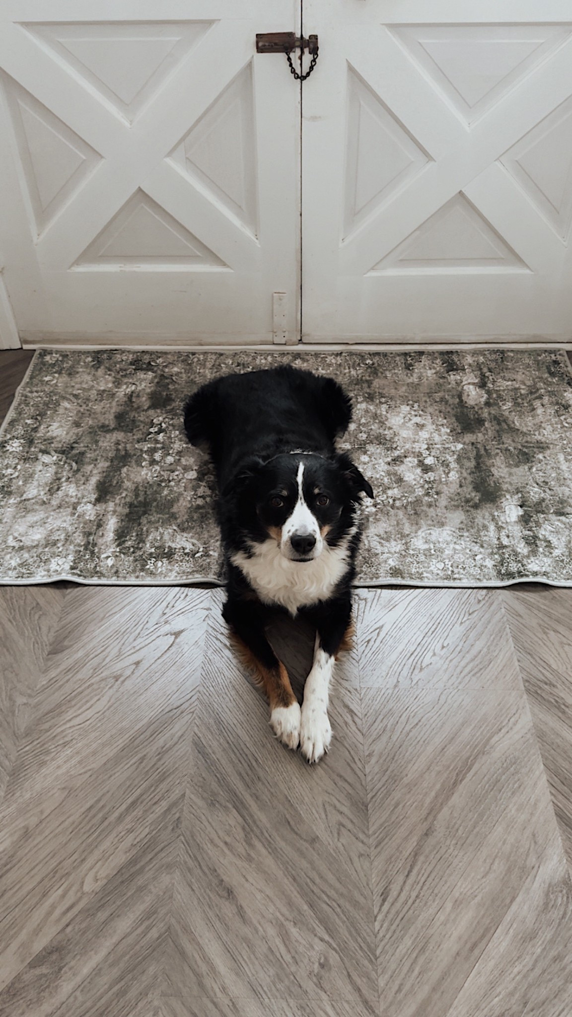 Mowgli modeling our new entryway rug 🤍 the color is fairyland forest green - it’s pulling more grey in the picture


#LTKFindsUnder100 #LTKFindsUnder50 #LTKHome