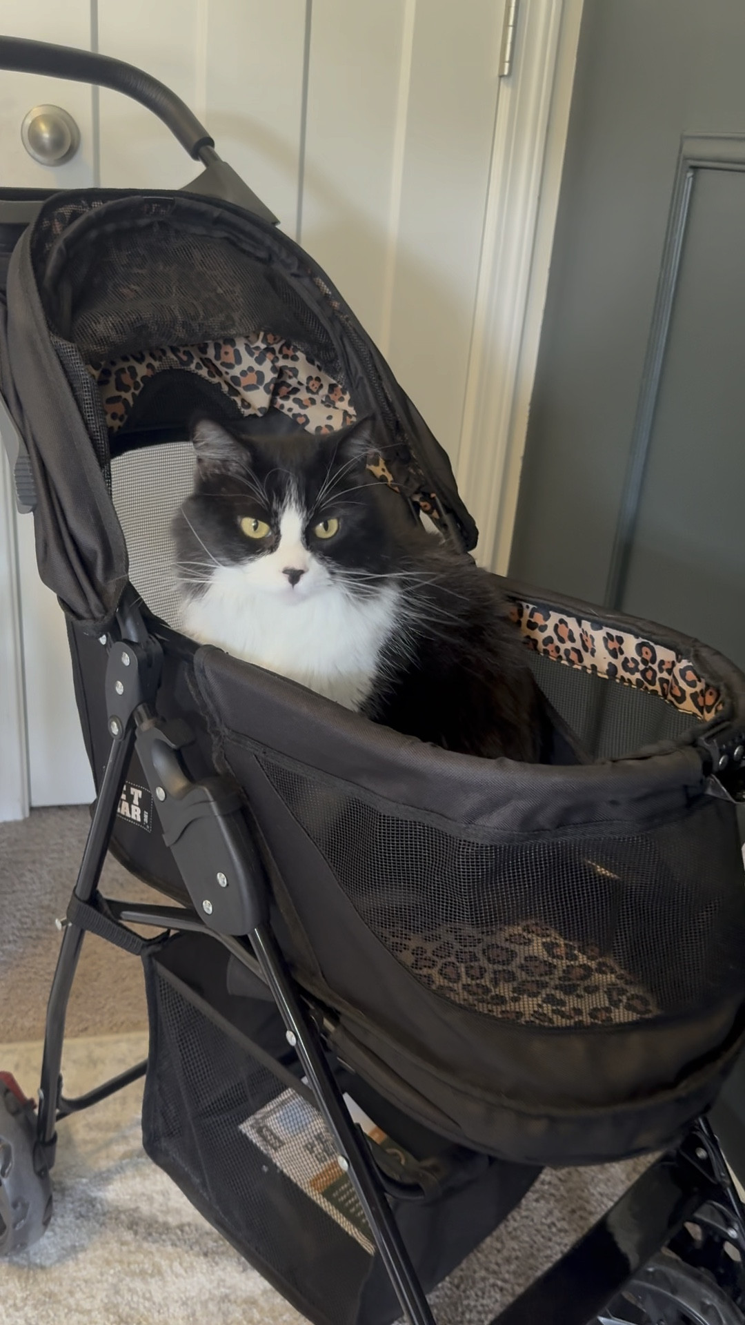 My cat absolutely loves her stroller. She loves to go on outdoor adventures and this stroller makes me so confident she will have a safe and fun ride! 

I have included my favorite and several other similar options! 

#crazycatlady #catstroller


#LTKFamily