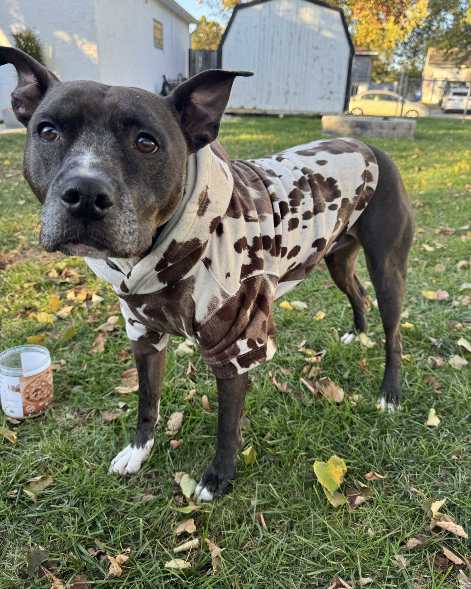Abercrombie dog hoodie for the win!!! He is wearing size L 
Only $30 

#LTKPets