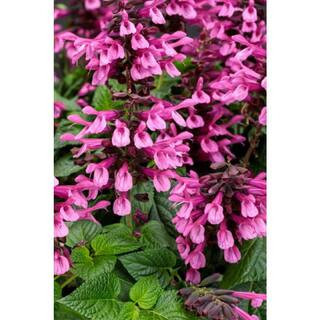 4.25 in. Eco+Grande, Unplugged Pink (Salvia) Live Plant, Pink Flowers (4-Pack) | The Home Depot