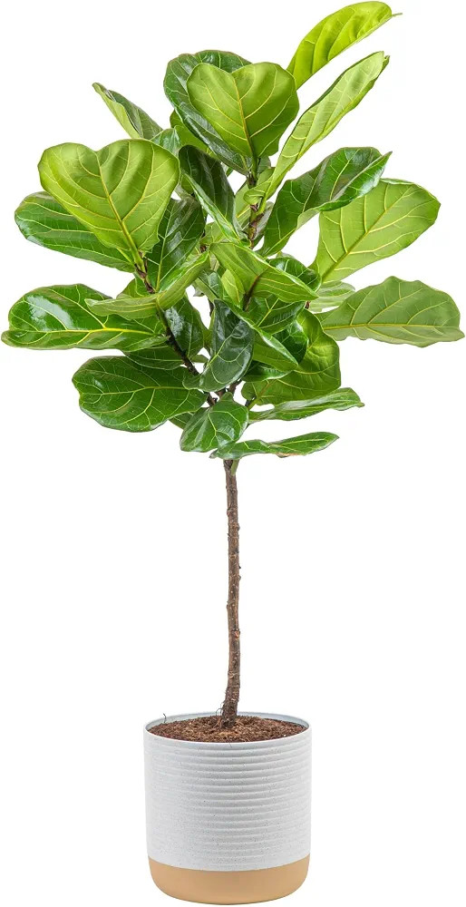 Costa Farms Fiddle Leaf Fig Tree, Ficus Lyrata Live Indoor Plant Potted in Indoor Garden Plant Po... | Amazon (US)