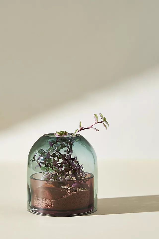 Tinted Glass Cloche | Anthropologie (US)