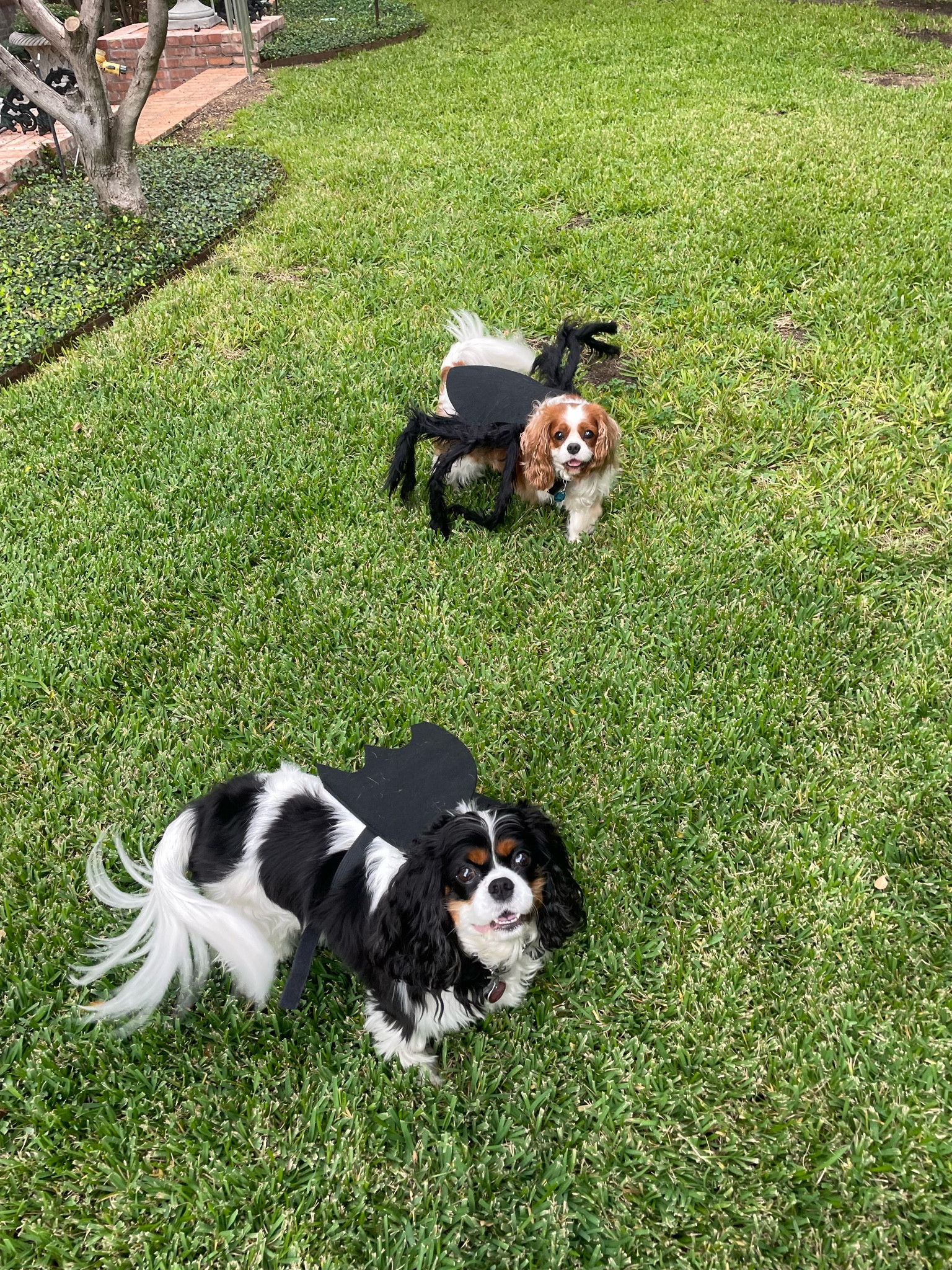 Halloween costumes for dogs 

#LTKHalloween