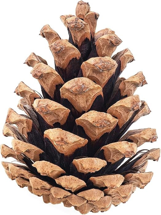 20 Large Natural Pine Cones for Crafts, 3" to 4" Tall Pine Cones Craft for Table, Home Decor, Vas... | Amazon (US)