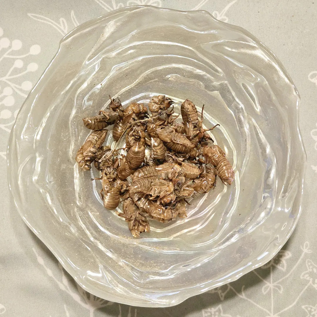 5 Cicada Exoskeletons (2024 Brood) | Hermit Crab Food - Etsy | Etsy (US)