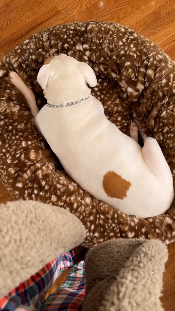 My favorite spot is wherever you are. 🐶 @unhide 

Link in my bio to get 20% off your entire order! ✌️ Code : FEI20

https://unhide.us/FEI20

#unhide #forlovenotfur #bulldoglovers #dogbed #dogessentials

#LTKdayinmylife #LTKHome #LTKSaleAlert