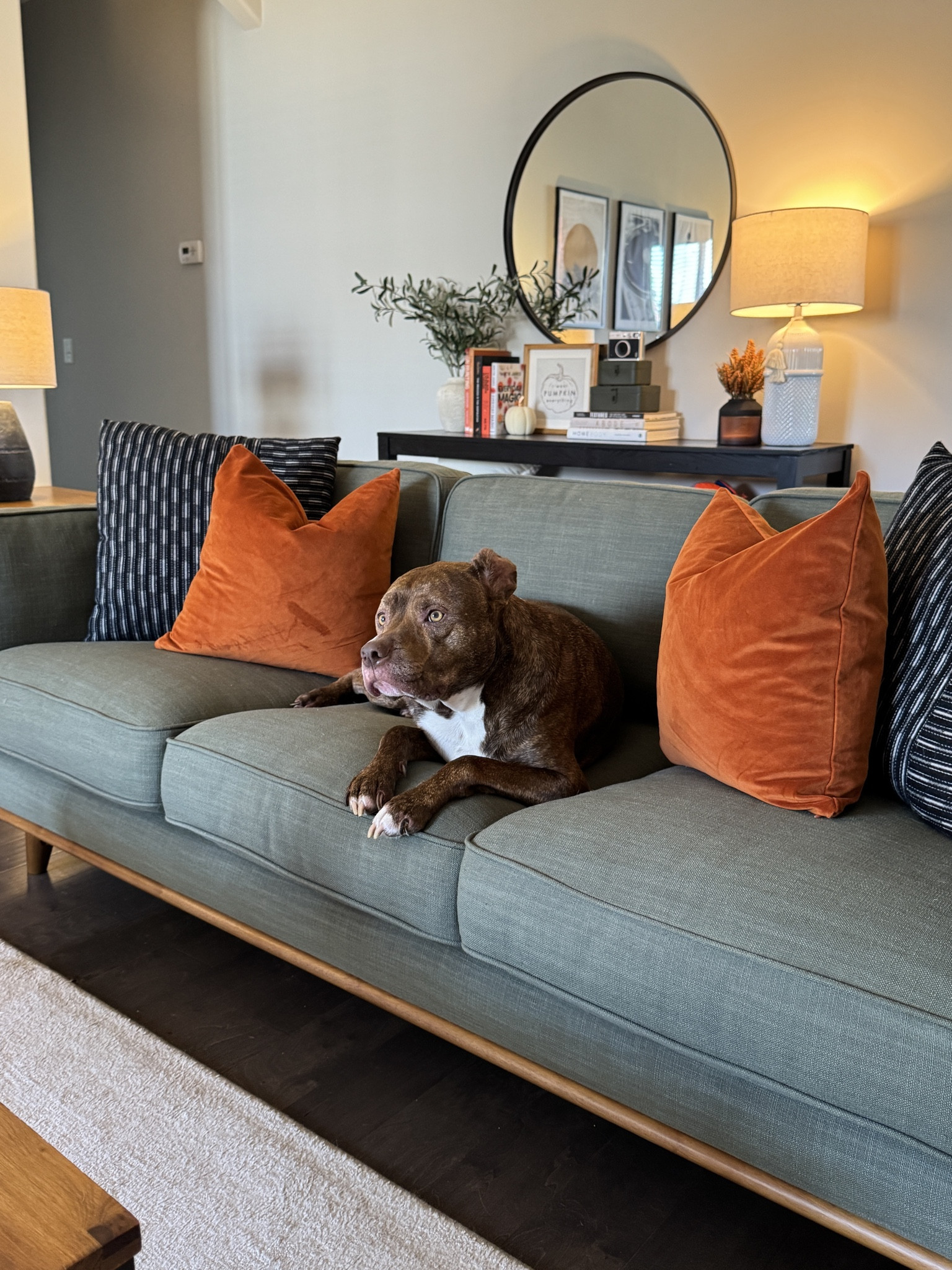 Koda is enjoying the new couch from Article. 🤎

#LTKSeasonal #LTKHome #LTKPets