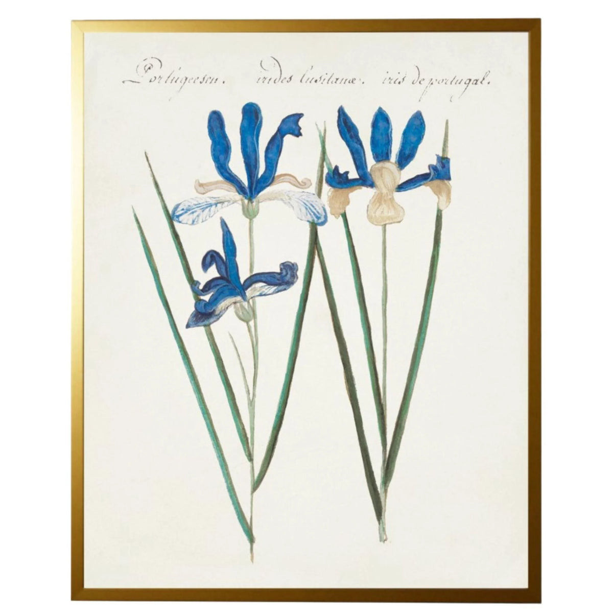 Vintage Bookplate with Iris Framed Wall Art | The Well Appointed House, LLC