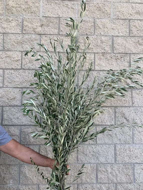 Large Fresh Olive Branches California Grown Olive Leaves - Etsy | Etsy (US)