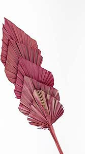 Decorative Dried Palm Spears l Dried palm leaves l natural palm fan (different tinted colors avai... | Amazon (US)