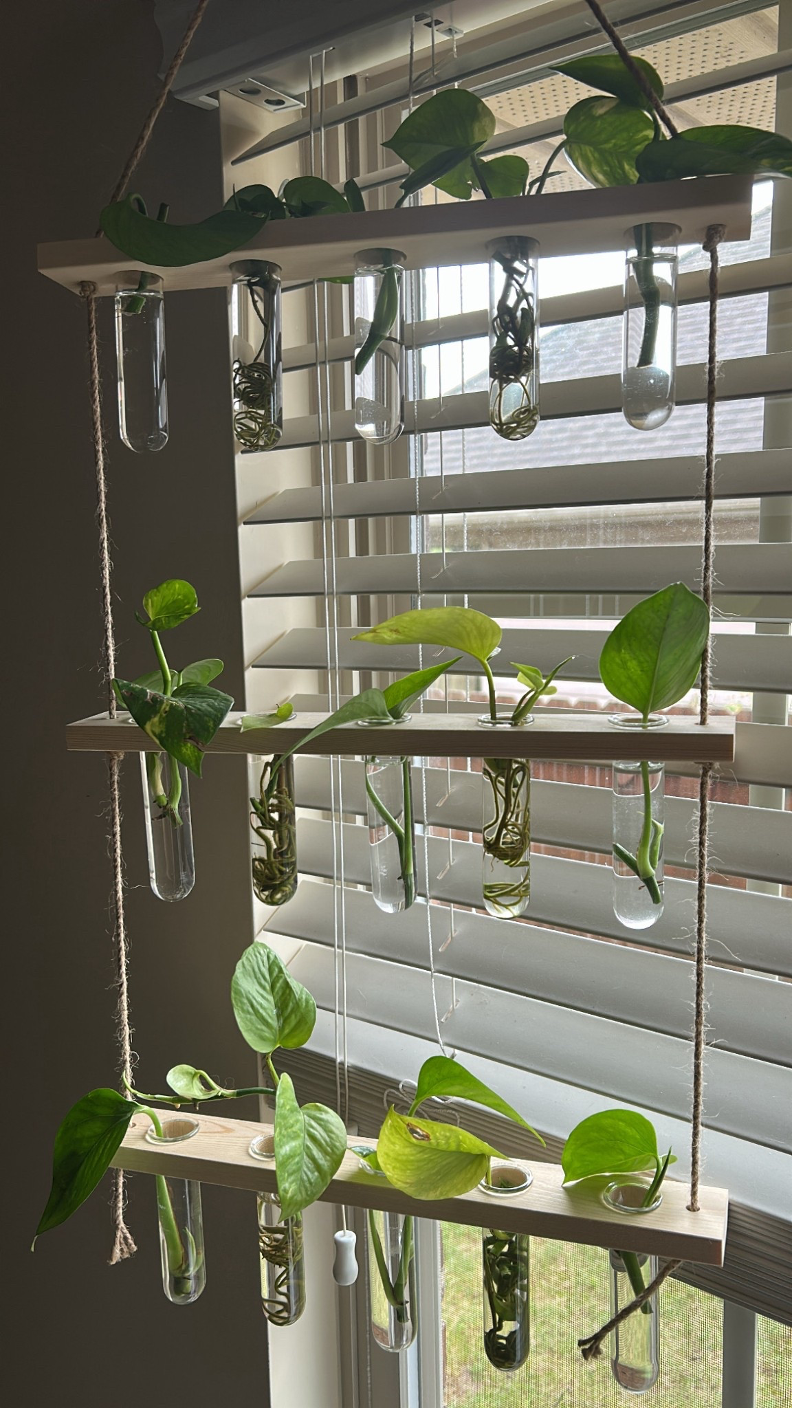 Such a beautiful propagation station 

#LTKHome #LTKSeasonal #LTKFindsUnder50