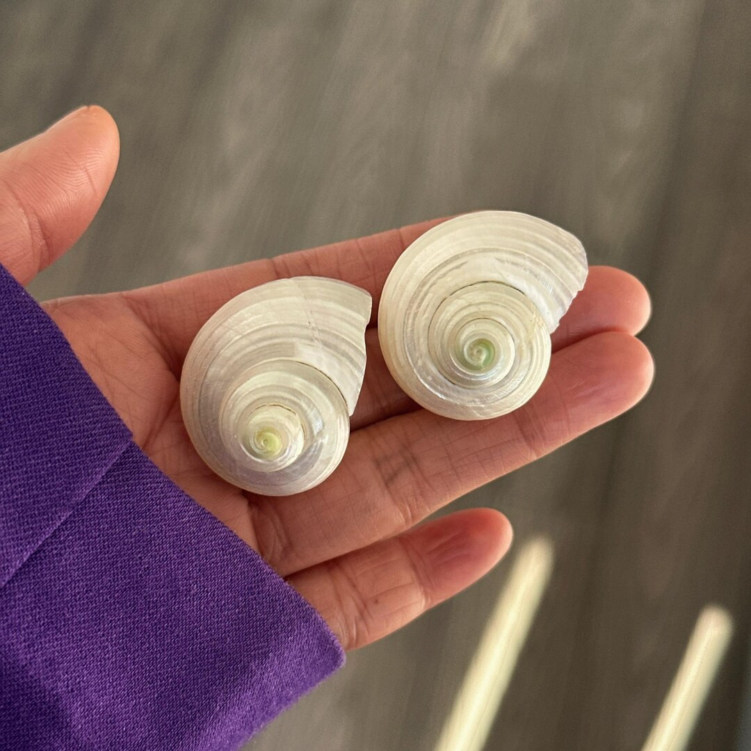 Natural Sea Shell Earrings, Large Shell Earring Studs, Boho Chic Summer Earrings, Real Shell Earr... | Etsy (US)