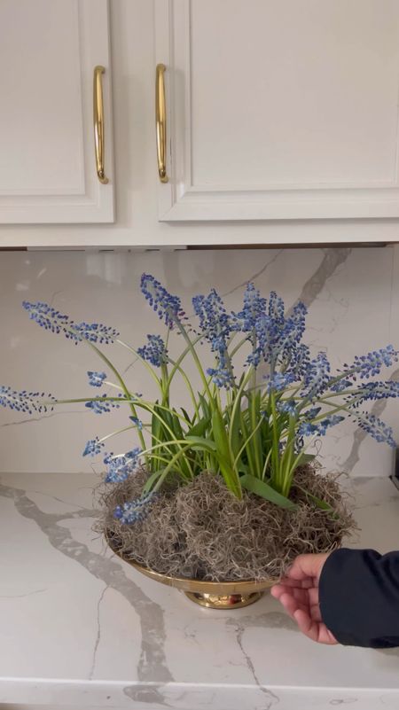 Blue Muscari arrangement! These flowers are beautiful and unique, a new found love! Love how this floral arrangement turned out. 

I found these muscari stems at trader joes! 

#LTKhome #LTKstyletip #LTKVideo