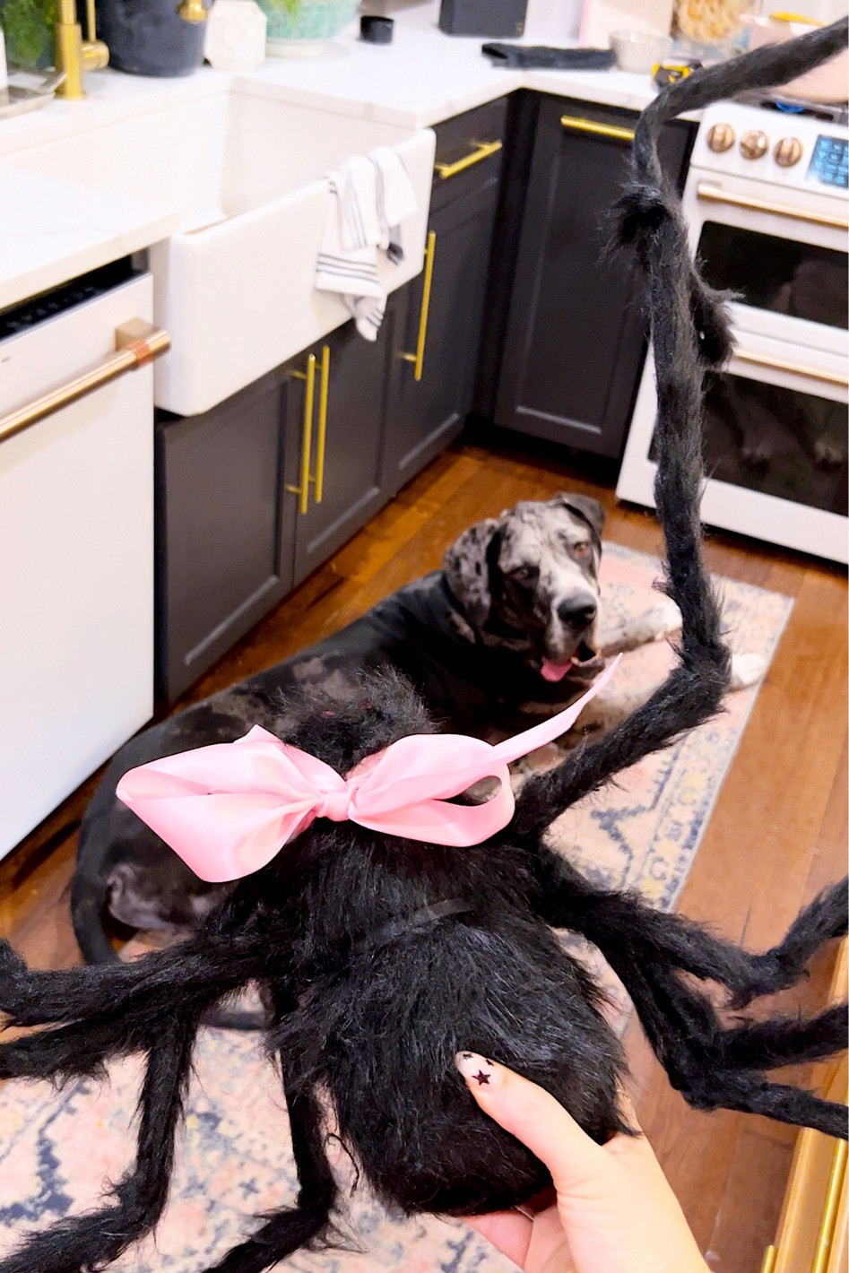 Halloween
Decor
Home
Fall
Outdoor spiders
Pink halloween


#LTKfindsunder50 #LTKhome #LTKHalloween