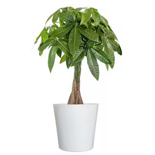 Live Money Tree, Braided Pachira aquatica in 9.25 in. White Decor Pot | The Home Depot