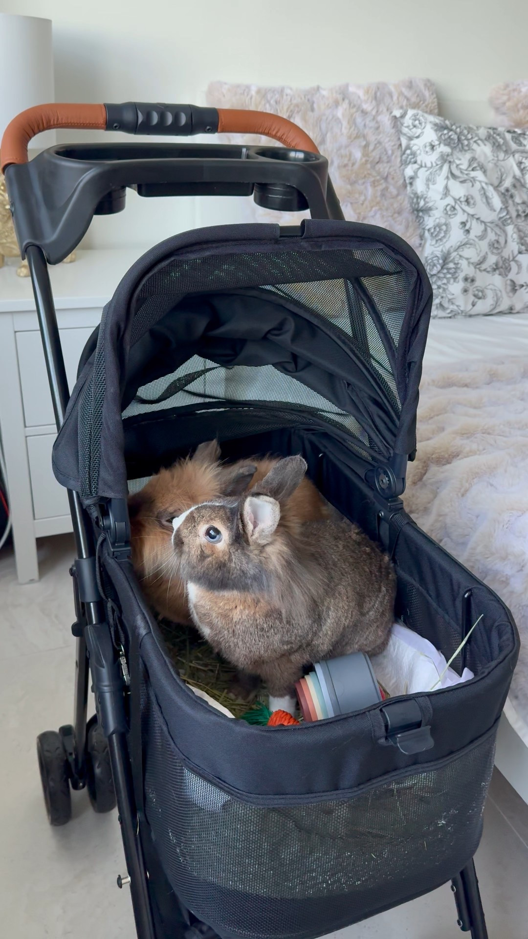 Bunny 3 in 1 Stroller

#LTKFindsUnder100 #LTKPets #LTKTravel