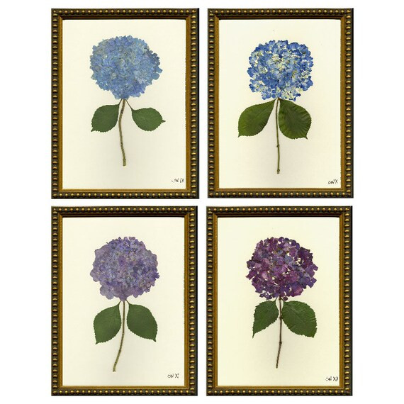 Set of Four Pressed Hydrangea Giclées 9-12 | Etsy (US)
