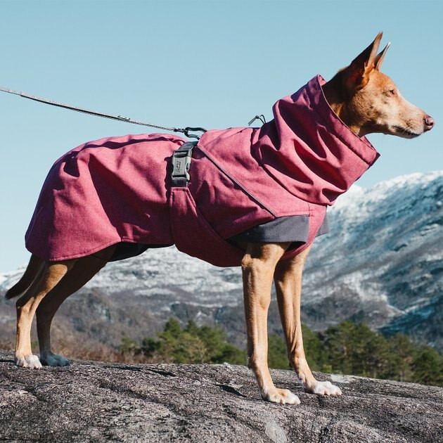 Hurtta Expedition Insulated Dog Parka | Chewy.com
