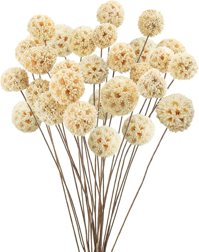 24 PCS Dried Craspedia Billy Balls Flowers, 18” Natural Dried Flowers Bouquet for Vase Floral A... | Amazon (US)