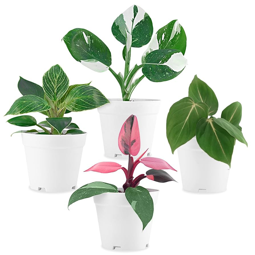 Philodendron Plant Live Exclusive Collection (4-Pack) – Rare Birkin, Gloriosum, Pink Princess &... | Amazon (US)