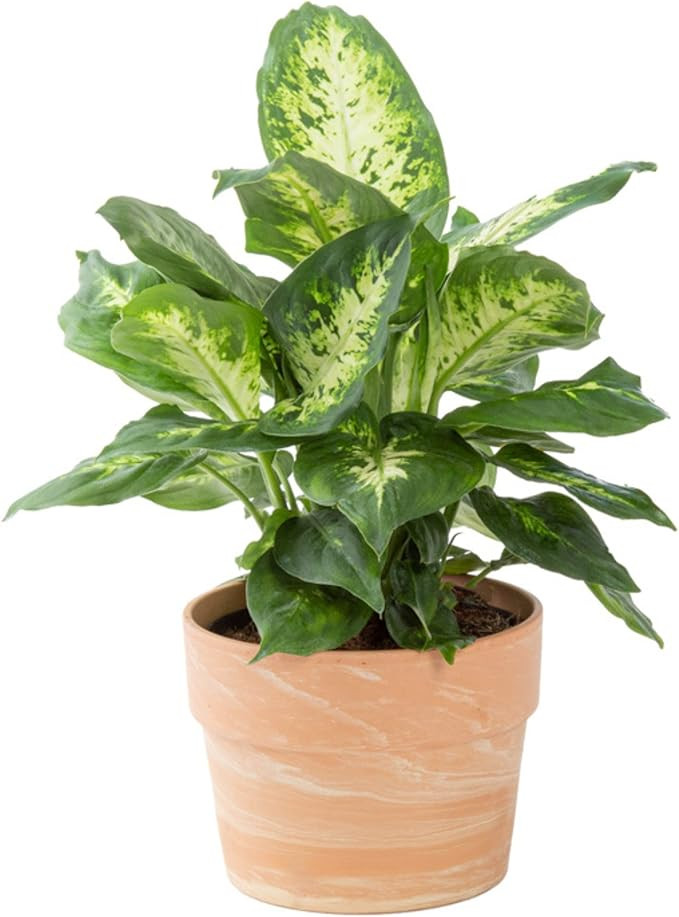 Costa Farms Dieffenbachia Live Indoor Plant, Easy to Grow Houseplant, Potted in Indoors Garden De... | Amazon (US)