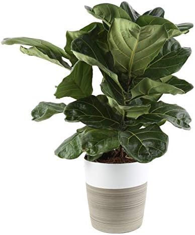 Costa Farms Live Ficus Lyrata, Fiddle-Leaf Fig, Indoor Tree, 2-Feet Tall, Ships in Décor Planter, Fr | Amazon (US)