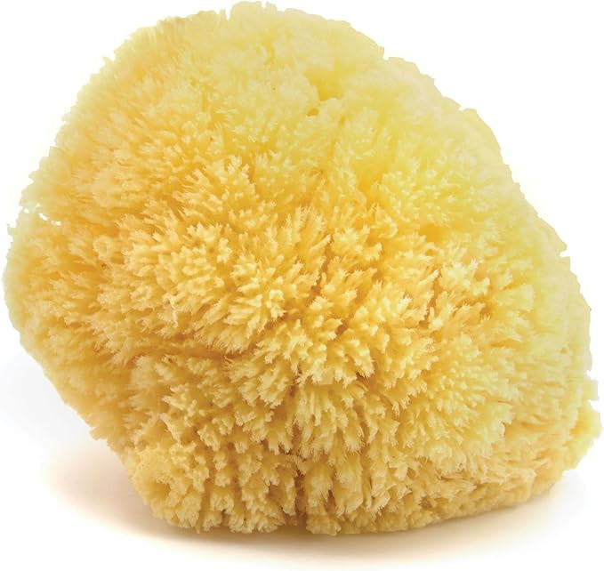 Neptune Natural Caribbean Sea Sponge - All Natural Renewable Sea Sponge (6 inch) | Amazon (US)