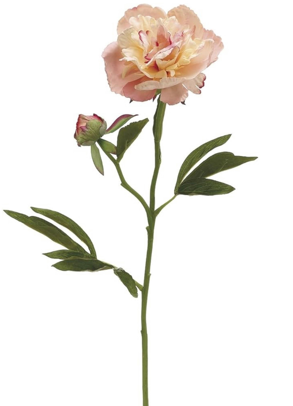 🌸Last day for this viral peony stem with 15% off coupon! Ends at midnight!

Here’s all the stems trending with a deal today! 🌿

#LTKFindsUnder50 #LTKHome #LTKSaleAlert