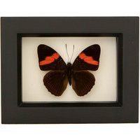 Framed Butterfly Art Banded Sister Shadowbox Display | Etsy (US)