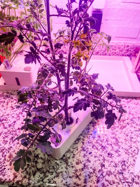 
Indoor Hydroponics Gardening System

** make sure to click FOLLOW ⬆️⬆️⬆️ so you never miss a post ❤️❤️

📱➡️ simplylauradee.com

home decor | affordable home decor | cozy throw blanket | home finds | cozy home | welcome | home gadgets | cleaning | front porch | kitchen finds | kitchen gadgets | kitchen must haves | organization | kitchen organization | kitchen essentials | farmhouse | work from home | family friendly | target | target finds | target home | walmart | walmart finds | walmart home | amazon | found it on amazon | amazon finds | amazon home

#LTKKids #LTKFamily #LTKHome