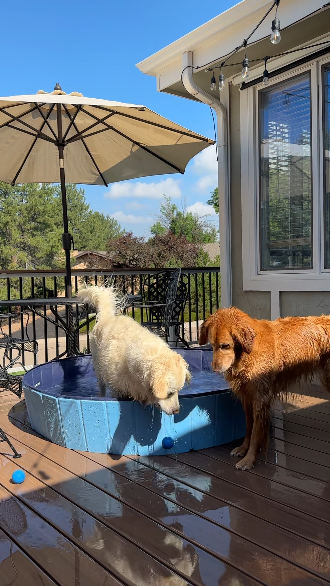 Jasonwell foldable clearance dog pool