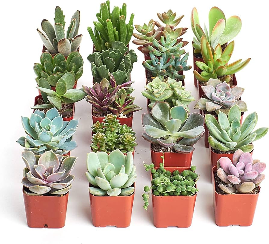 Shop Succulents Unique Succulent Plant Pack Bulk Collection - Live Mini Succulent Plants, Low Mai... | Amazon (US)