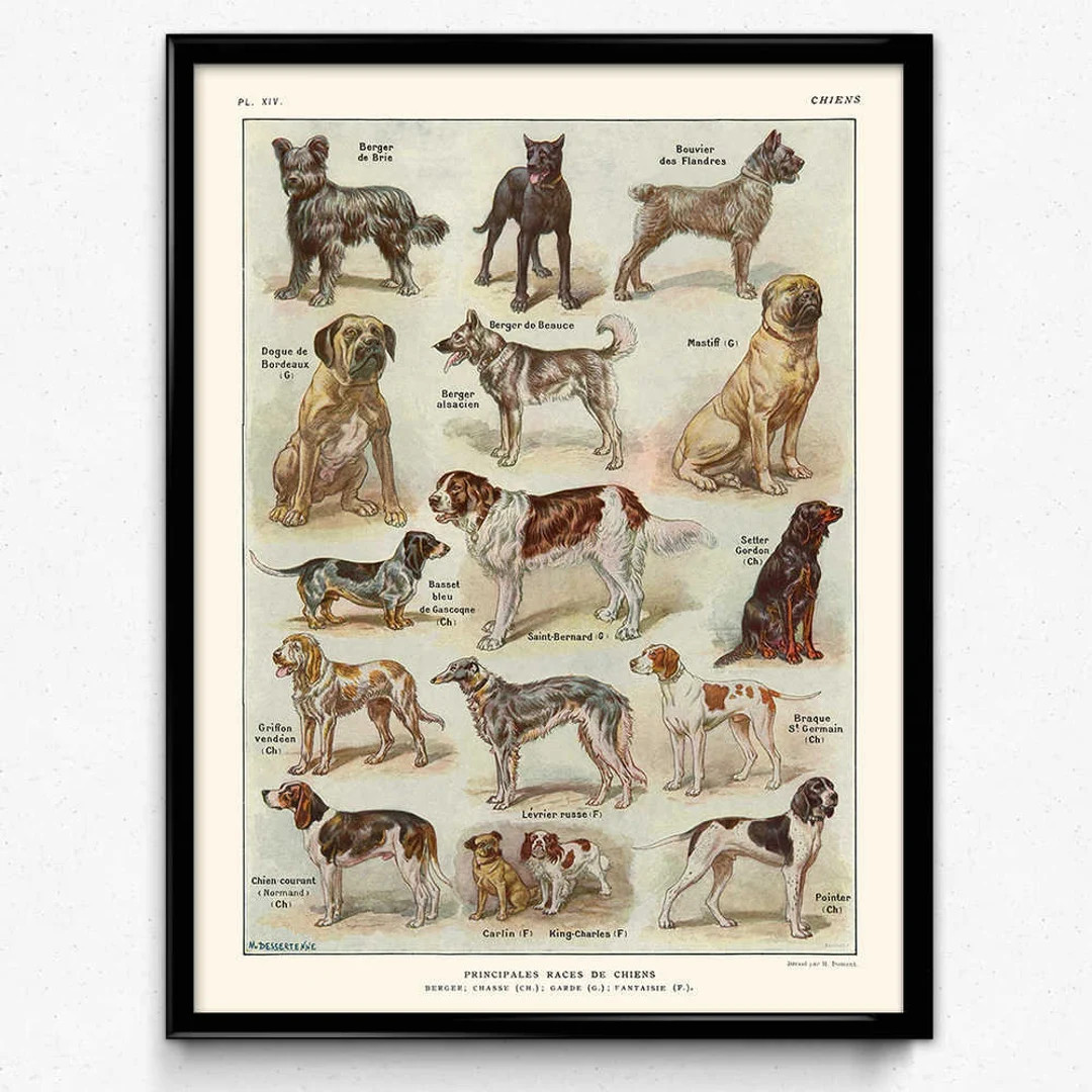Dogs Breeds Vintage Print 1 Dogs Poster Dogs Art Dog Picture Dogs Illustration Home Decor Home Ar... | Etsy (US)