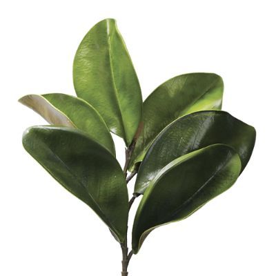 Magnolia Leaf Picks, Set of Six | Frontgate | Frontgate