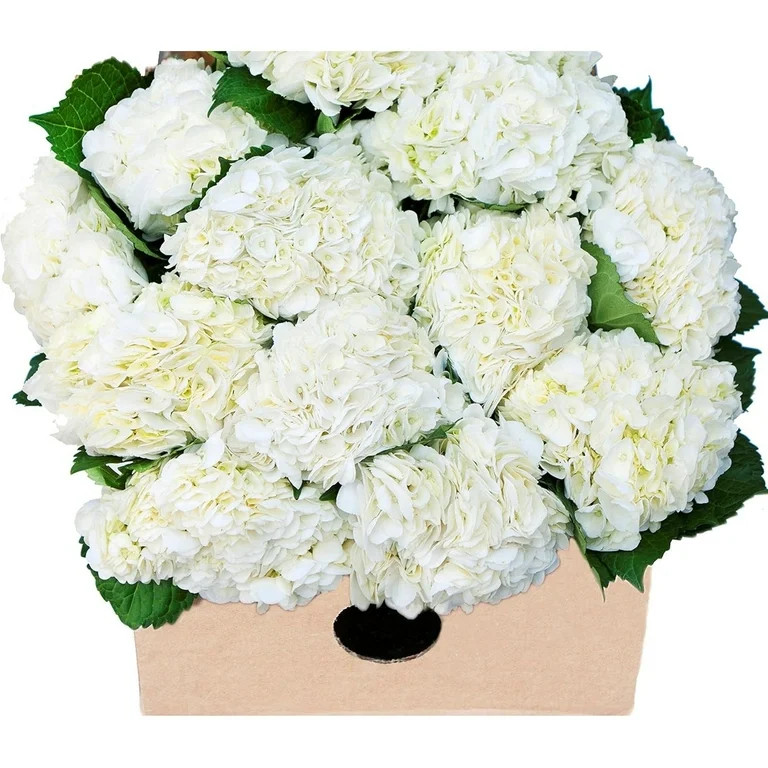 KaBloom : 15 White Hydrangeas, Next-Day Delivery, Gift for Every Occasion. | Walmart (US)