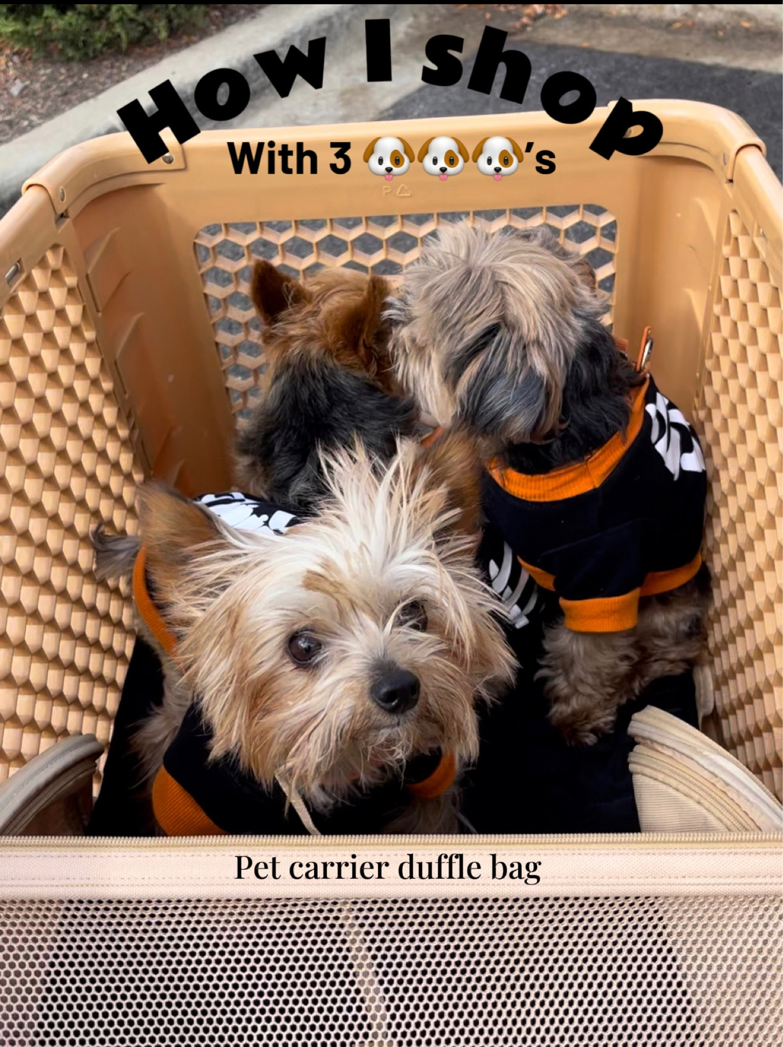 Airport approved pet carrier

I didn’t think I’d successfully get all three of them to comfortably fit in the waterproof duffle bag
But because it opens completely and the mat opens up longer it worked perfect for a shopping cart 😁
#ltkitbag #ltkvideo #ltkkids

#LTKtravel #LTKHoliday #LTKGiftGuide