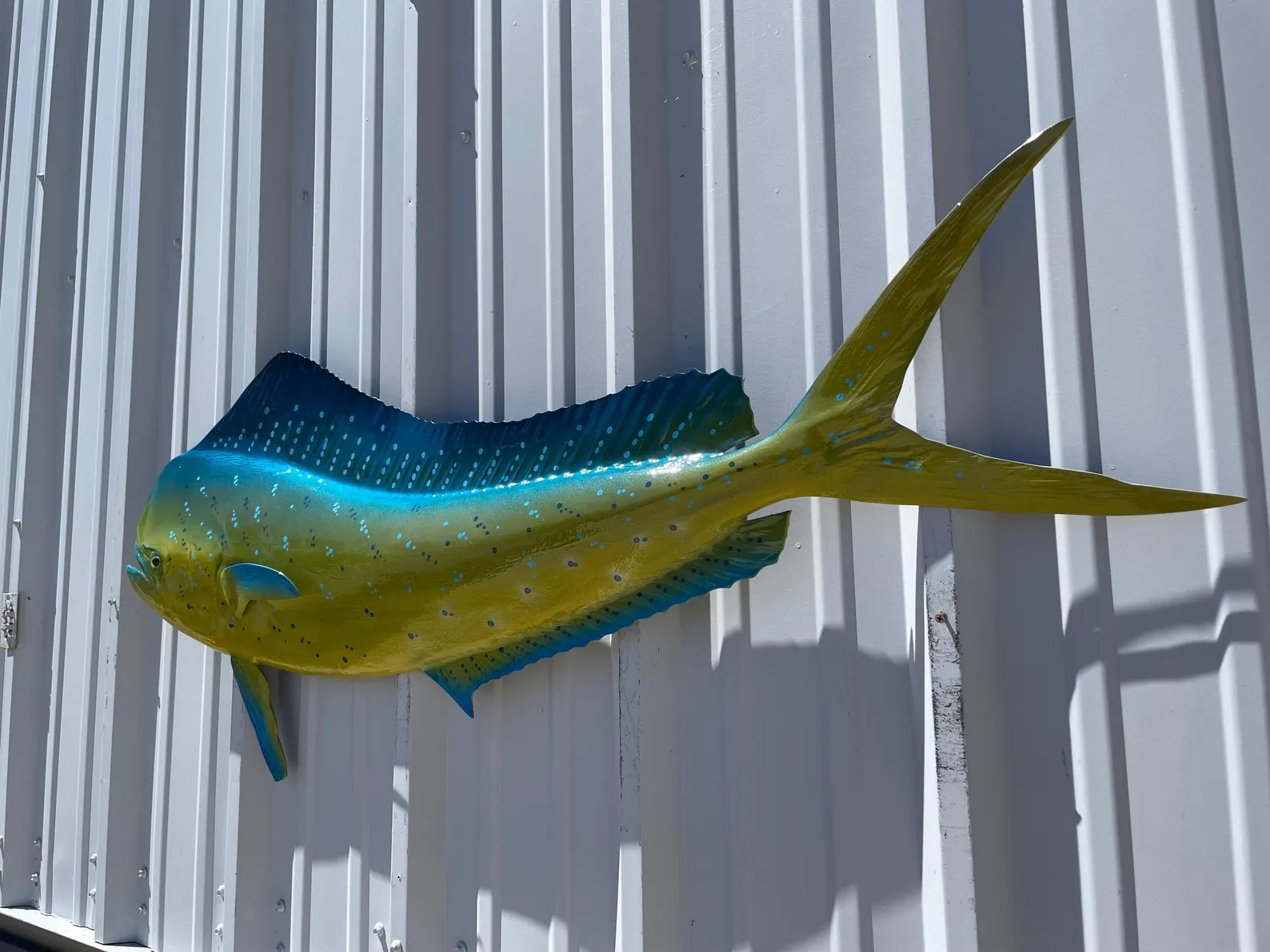 Bull Dolphin (dorado, Mahi Mahi) Fish Mount - 53 Inches - Half Mount - Etsy | Etsy (US)