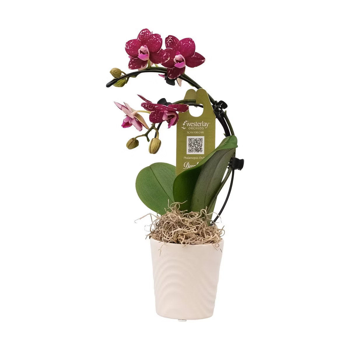 Live 2" Wave Orchid Potted Plant (Colors May Vary) - Good Little Garden™ | Target