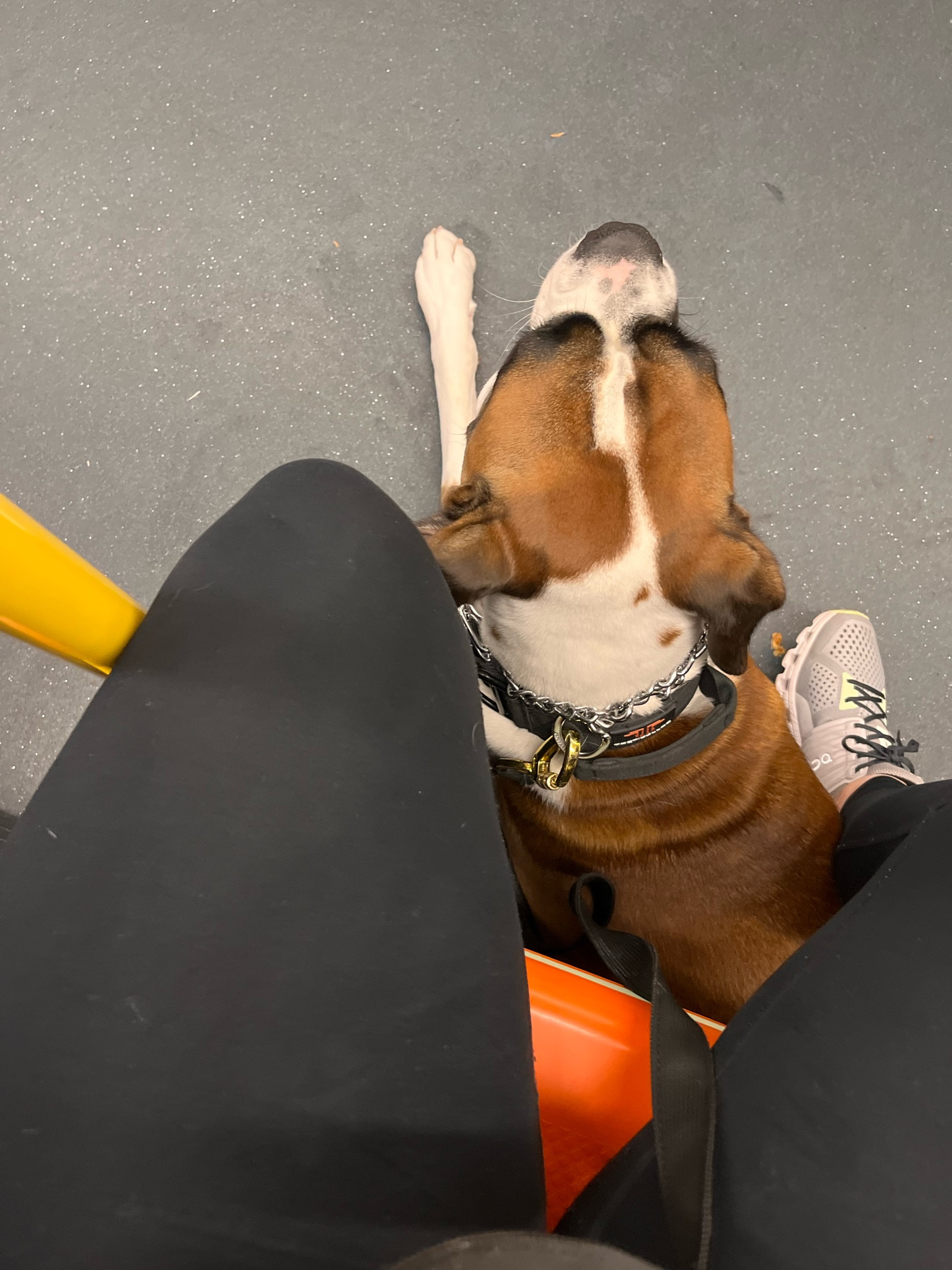 Our heavy duty walking gear for big Boi’s

#LTKfindsunder50 #LTKtravel #LTKfindsunder100