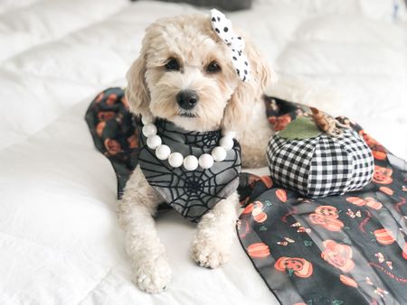 Shop my dog bandana and hair bow at mybowtiebazaar.com and my dog necklace at agirlsyorkie.com 🐾 —dog model grooming supplies--
#ltkdog #dog #fashion #fall #halloween #decor #falldecor #homedecor #dogaccessories #dogbandana #dogmodel #dogmom 

#LTKfamily #LTKSeasonal