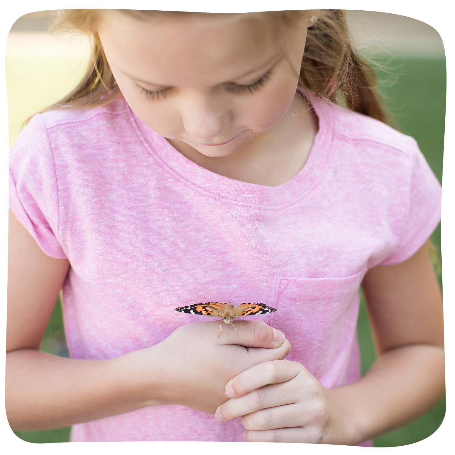 Insect Lore Butterfly Garden Kit – 10 Live Caterpillars, Habitat, STEM Journal, 2 Chrys-a-lid H... | Amazon (US)