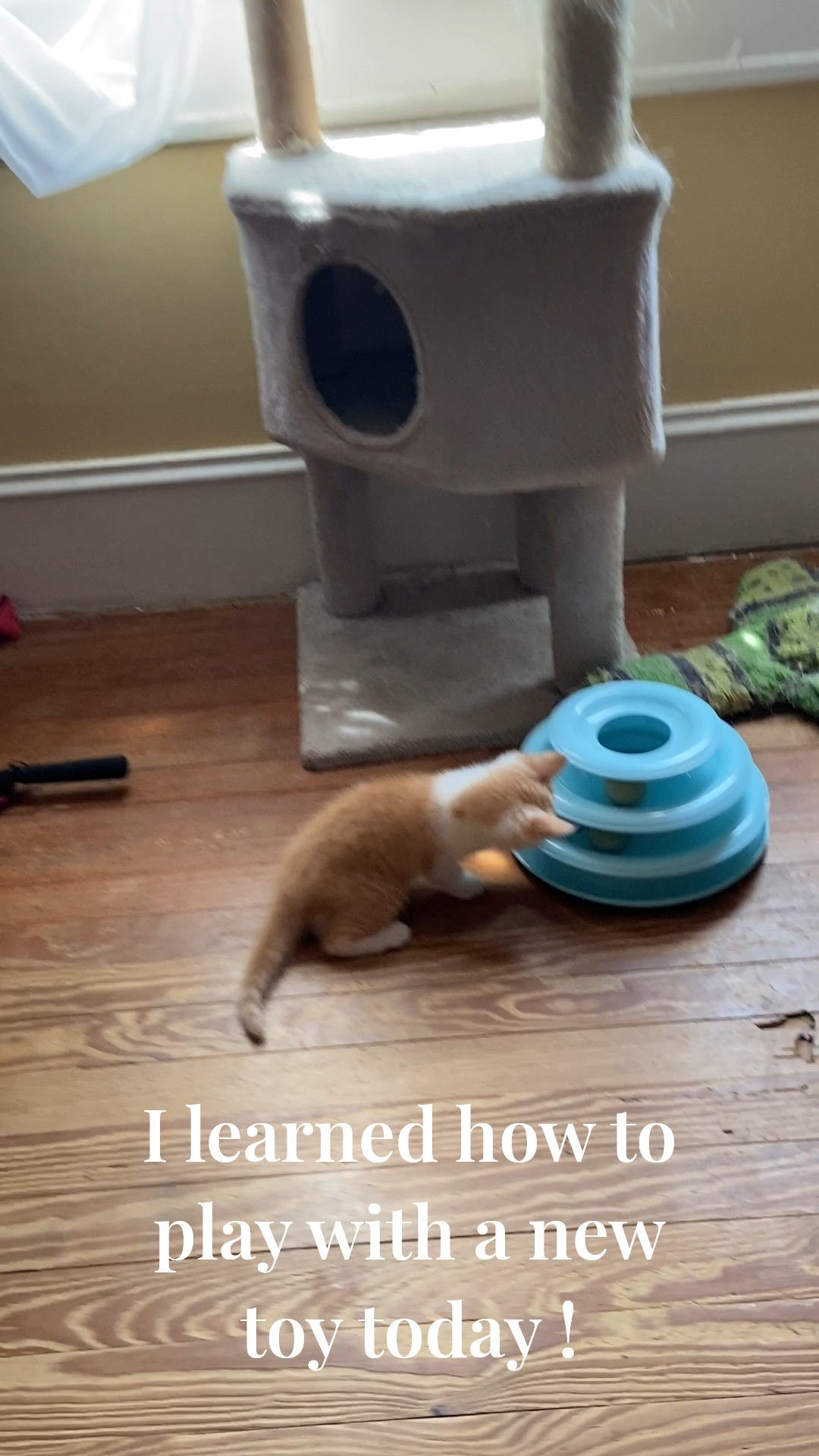 Our kitten learned how to play with the spinning ball tower today! So cute🥰 She loves interactive cat toys. 

#LTKPets #LTKFamily #LTKHome