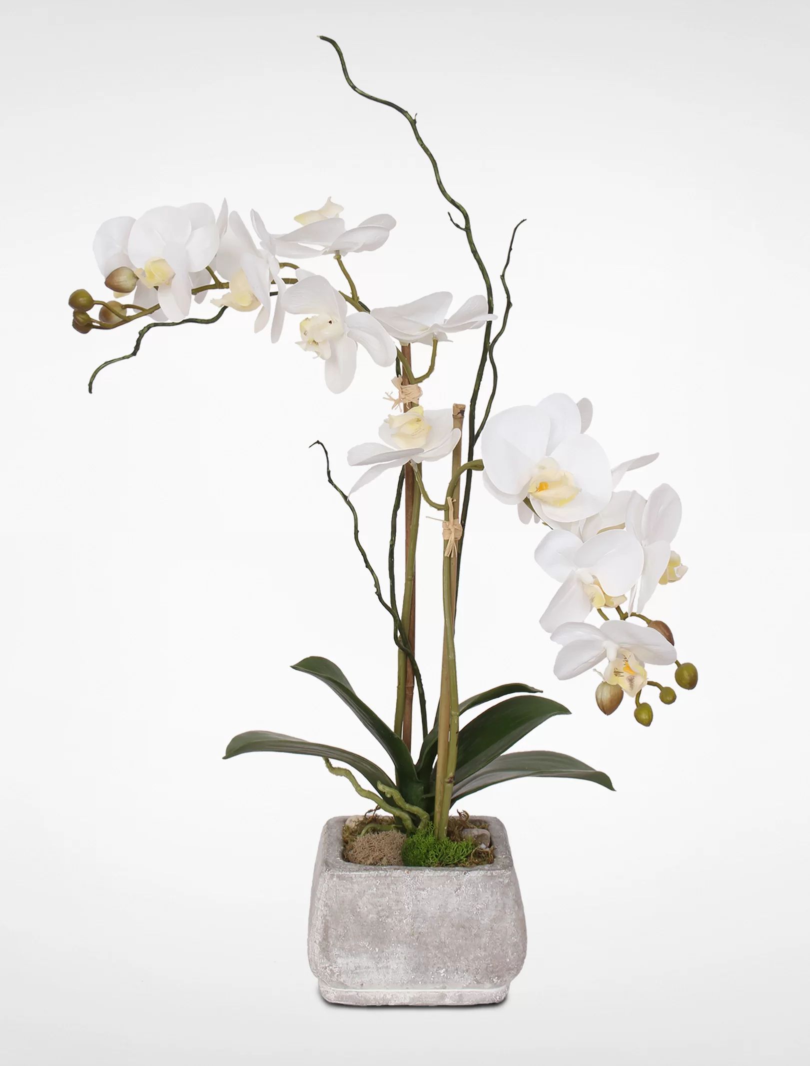 World Menagerie Orchid Arrangement in Pot & Reviews | Wayfair | Wayfair North America